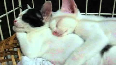 Video 11567821: kittens domestic, haired kitten, kitten adoption