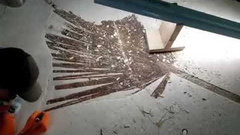 Preparing A Fossil Palm 😳 🌴  Hyperlapse