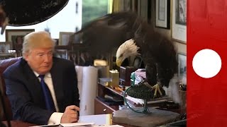 Bald eagle vs. Donald Trump: Creature bites republican