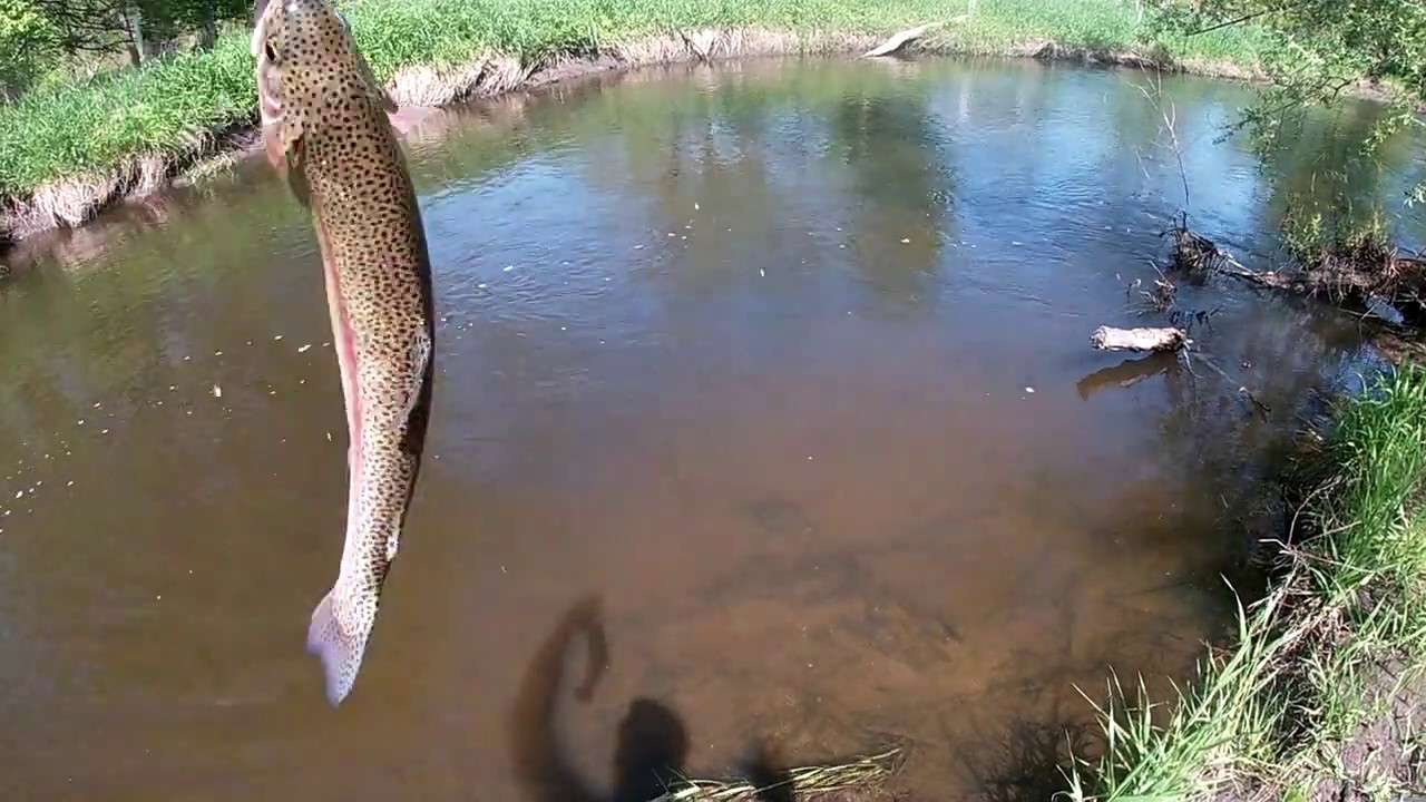 TROUT FISHING IN SUSSEX 