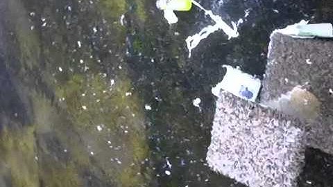 Silly string can VS pellet rifle