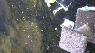 Silly string can VS pellet rifle