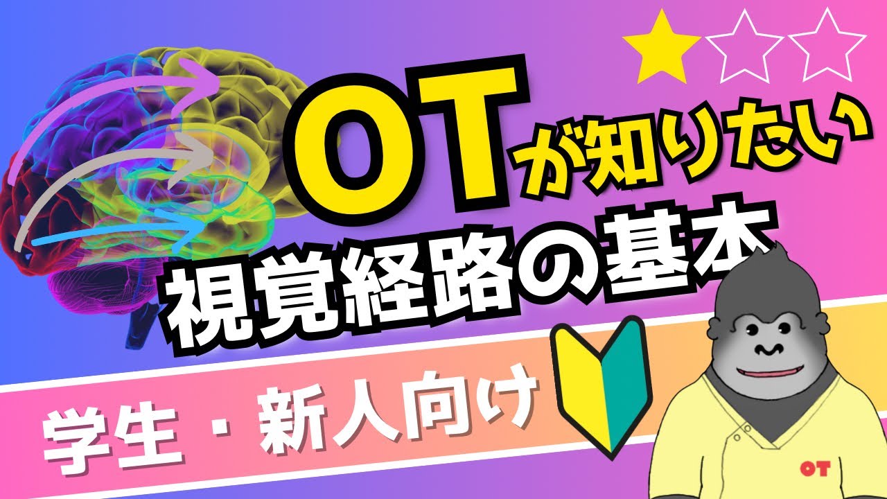 【学生・新人OT向け】物品操作に関わる神経ネットワーク｜視覚経路について解説！★☆☆