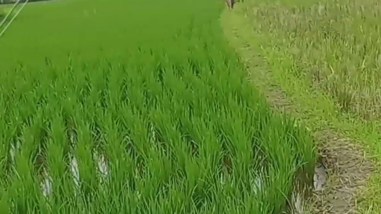 Asiknya Mancing ikan kecil di persawahan