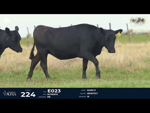 LOTE 224   TAT E023, E001 F Angus