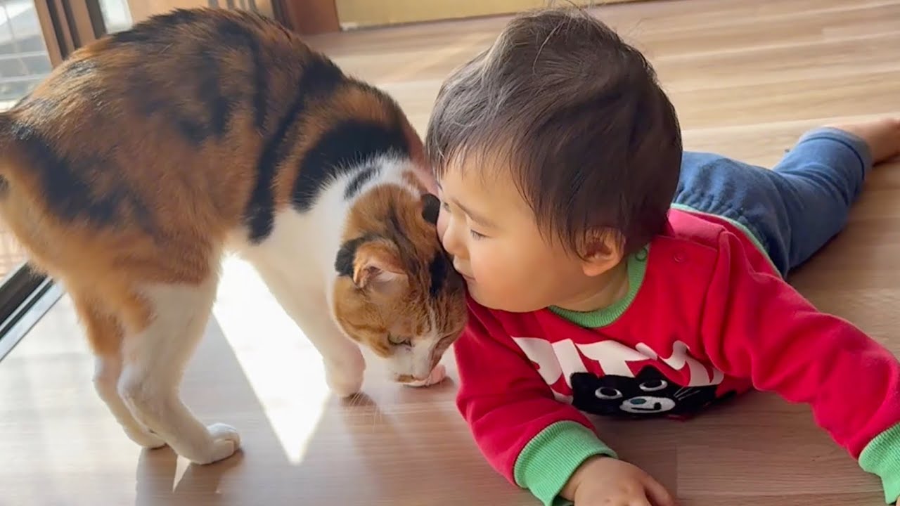 １９匹の保護猫がいる実家で､ゼロ距離交流する赤ちゃんw