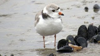 Peep - The Story of the Piping Plovers on West Meadow Beach