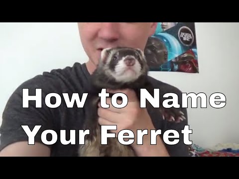 Video: How To Name A Ferret
