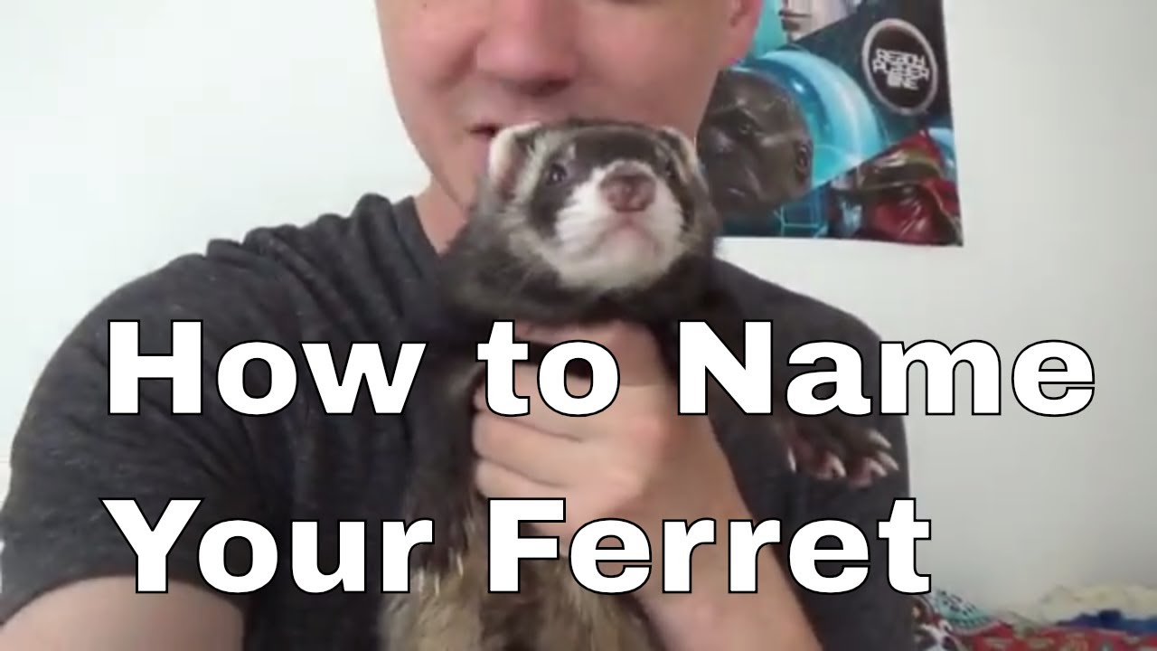 Ways To Name Your Ferret