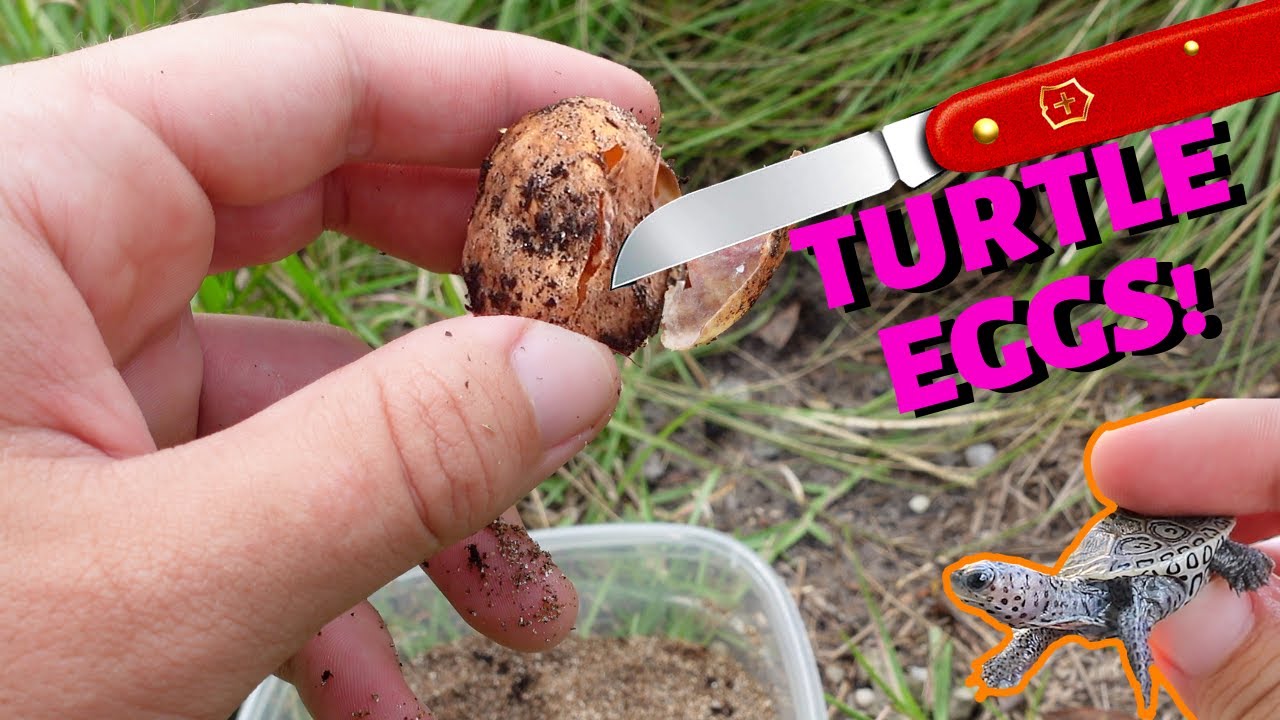 Opening ROTTEN EGGS? YouTube