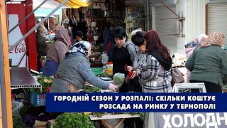 Городній сезон у розпалі: скільки коштує розсада на ринку у Тернополі