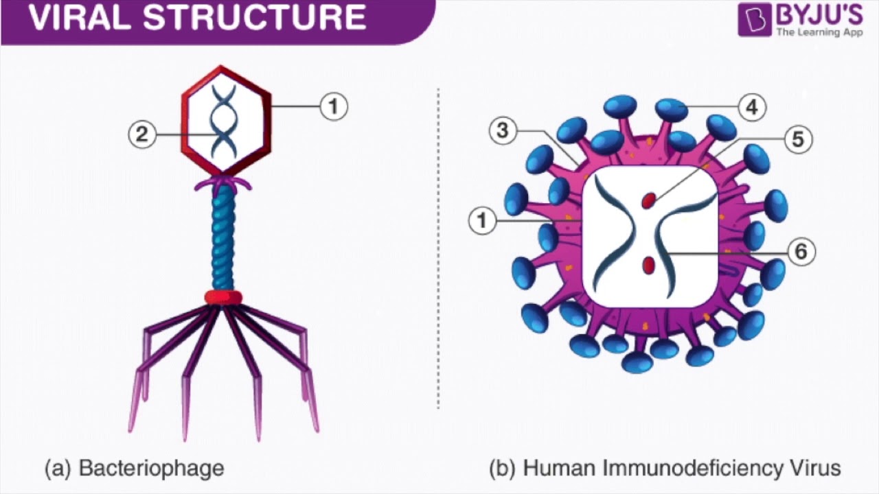 Viral kak. Virus structure. Viral structure. E вирус. Virus diagram.
