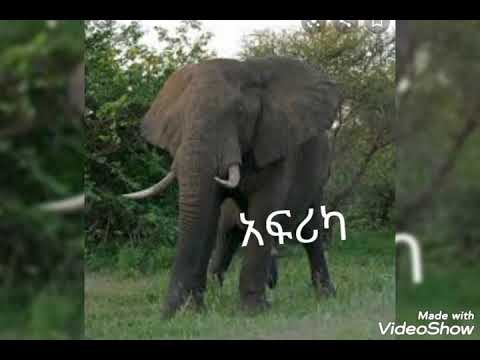 ቪዲዮ: ኖሊና - ከአሜሪካ ደቡብ “የዝሆን እግር”