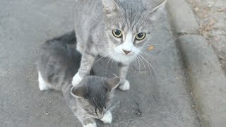 Kitten loves his mom, but she doesn't love him back