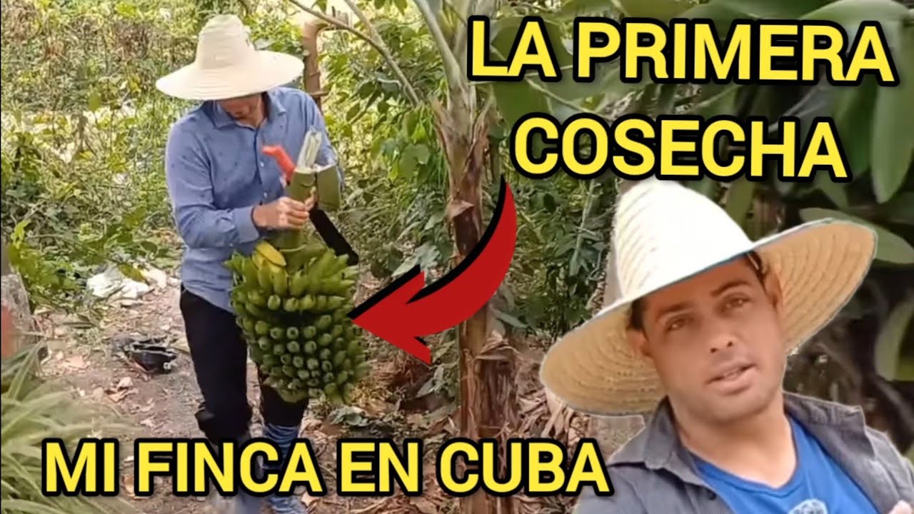 Gracias a esto desayunamos hoy en CUBA/ Hay más trabajo en la Finquita.