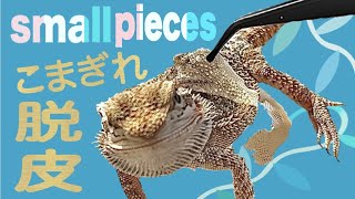 【no music24】脱皮のこまぎれ　small pieces shed assistance