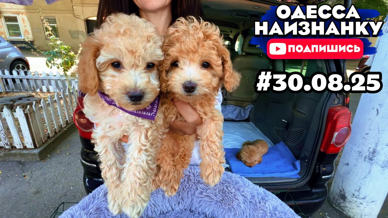 Собачий Рынок Одесса! РАЗНЫЕ Породы Собак и Кошек! ПРОДАЖА и ЦЕНЫ Домашних Животных #одессанаизнанку