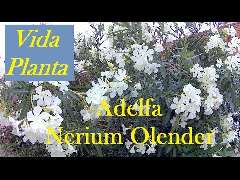 Video: La Adelfa (Nerium Oleander) Es Una Excelente Planta Para Decorar Habitaciones Espaciosas, Creciendo