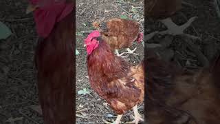 Raptor Rooster's Tour of Duty #shorts