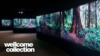Exhibition highlights | 'Tranquillity' curator tour | Wellcome Collection