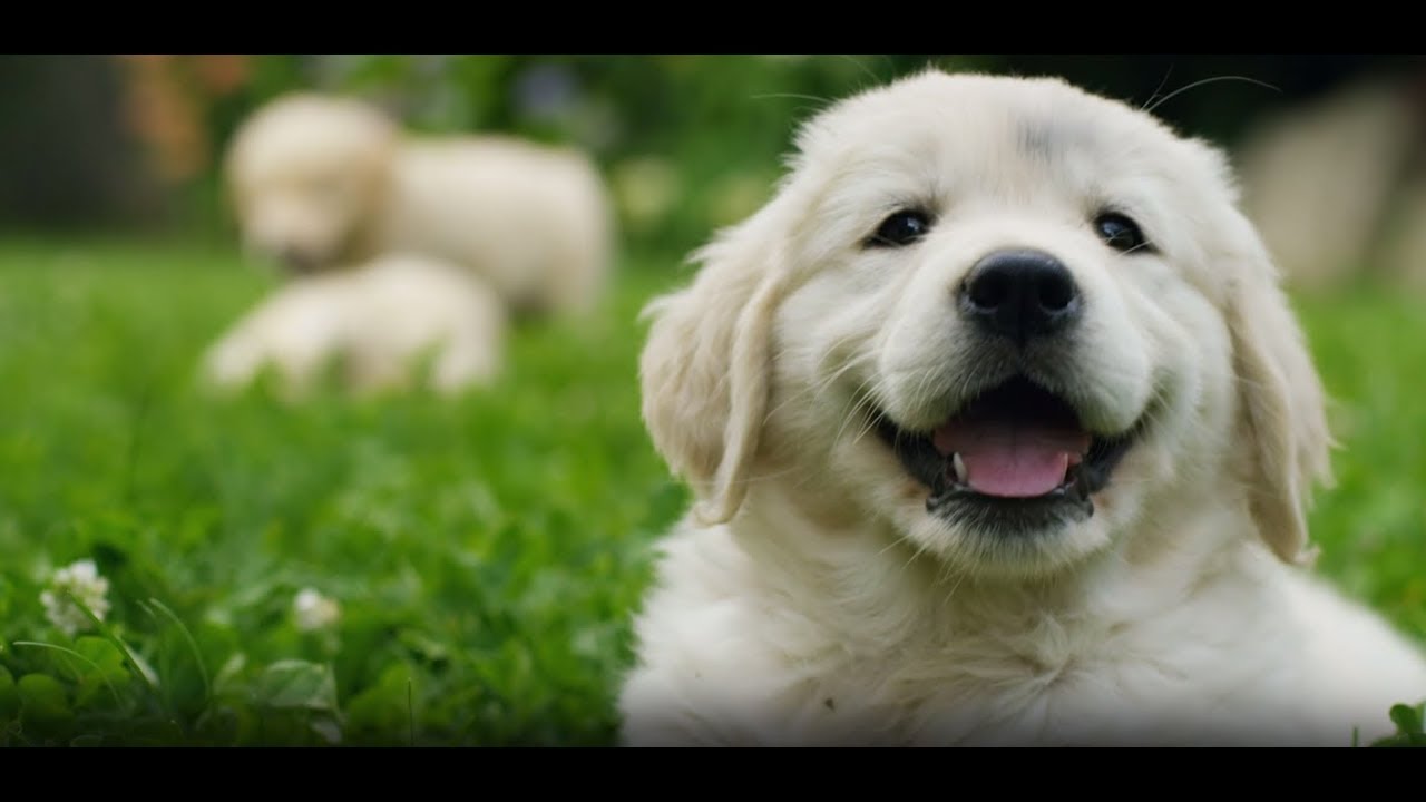 Chó cưng dogs that are so cute có thể khiến bạn say mê