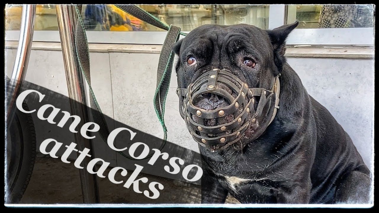 75+ Cane Corso Attacks Owner Picture Codepromos