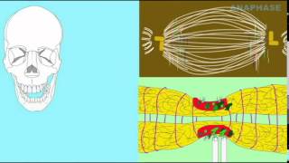CLADOGRAM: SHARED FEATURES OF EUKARYOTES