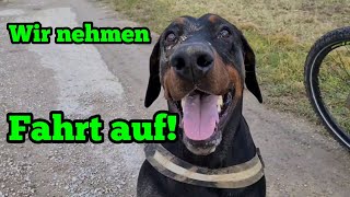 Rehabilitation Dobermann - Den Hund wieder in die richtige Spur bringen