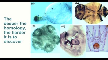 Genotype-phenotype data integration across species for disease diagnosis - Melissa Haendel