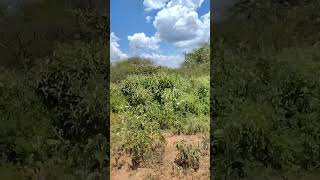 Agricultural Land For Lease in Kajiado County. #shorts #landforlease #agriculture