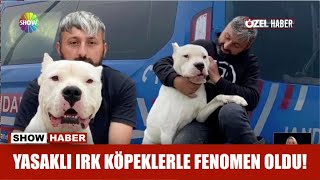 Yasaklı ırk köpeklerle fenomen oldu!