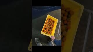pan dulce o fruta?