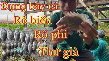 Câu cá sông hậu,Đụng bầy cá Rô biển Rô phi giựt đã tay
