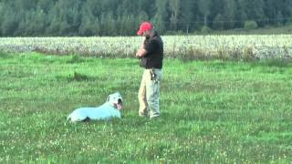 Obedience Training With Criollo Del Cavdillo Without Leash