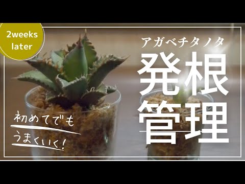 初めてのアガベ抜き苗発根管理！アガベチタノタレッドキャット