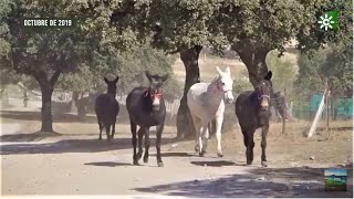 Trabajando con mulos, Los Pedroches, Córdoba