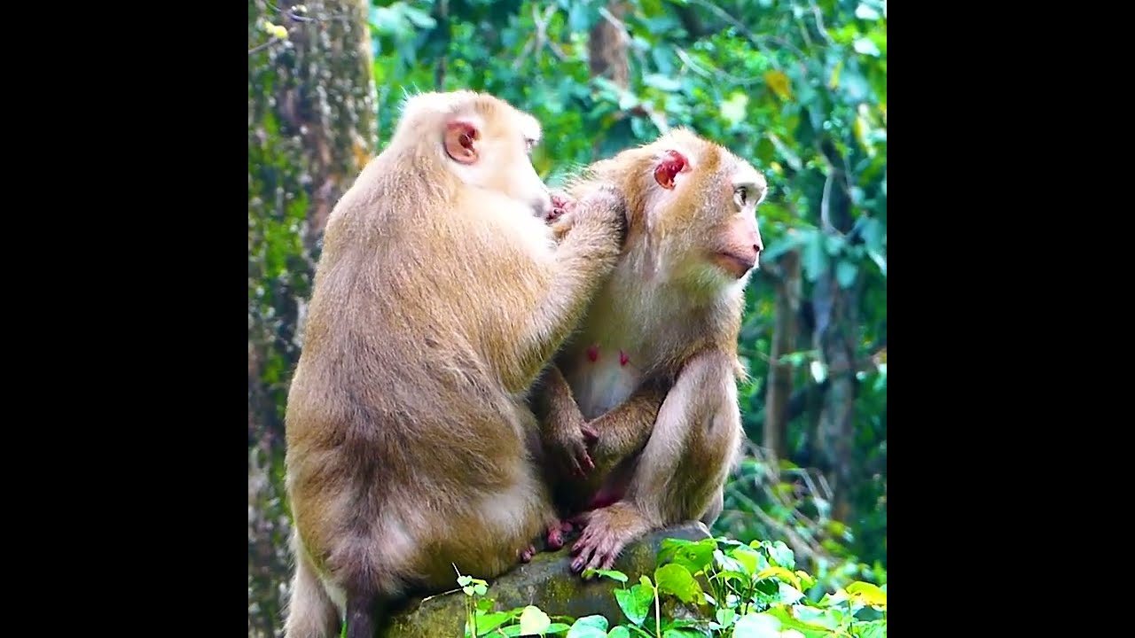 Smart boy Brady ask food from mummy Rose  before play and climb the tree