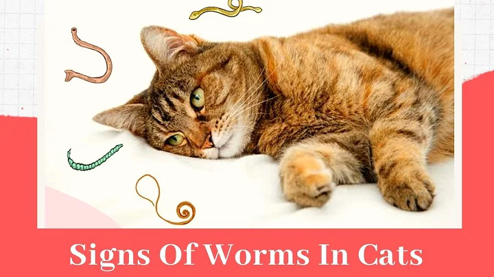 Signs Of Worms In Cats 😾Cat Worms: Causes And Symptoms - DayDayNews