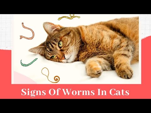 Signs Of Worms In Cats 😾Cat Worms: Causes And Symptoms