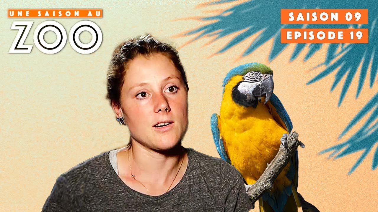 Charlotte à la rescousse du perroquet fugueur | S09EP19 | Émission