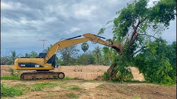 Excavators push huge trees.  a documentary of road development