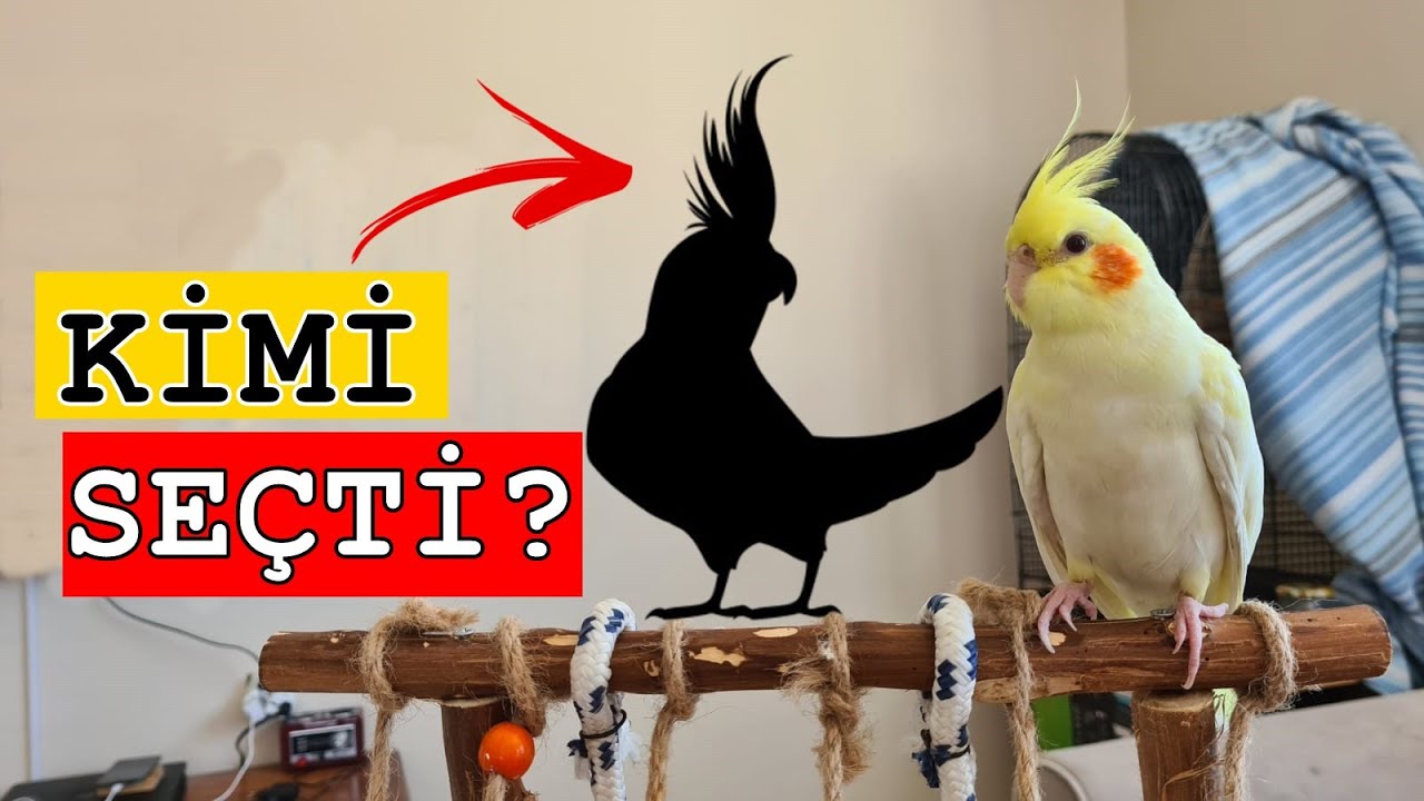 VİDEO ÇEKERKEN ÇİFTLEŞMEYE BAŞLADILAR!! (KÜRDAN YENİ EŞİNİ SEÇTİ!) 😲