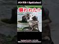 4頭の熊がワンちゃんを損壊していく#動物 #熊 #animals