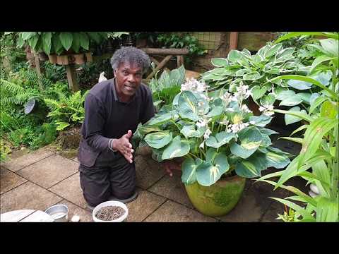 Video: Navadni škodljivci hoste - zdravljenje hroščev na rastlinah hosta