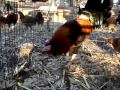 Johnnie Jumper Fowl, Brood Yards 2013, Video 2
