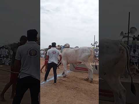 ఉల్లికల్లు సీనియర్స్ లో jr. ధీర (అక్కం పల్లి టైగర్ )