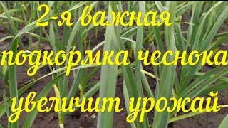 2 я важная подкормка чеснока,чтобы он  рос мощным и крепким и дал большой урожай.