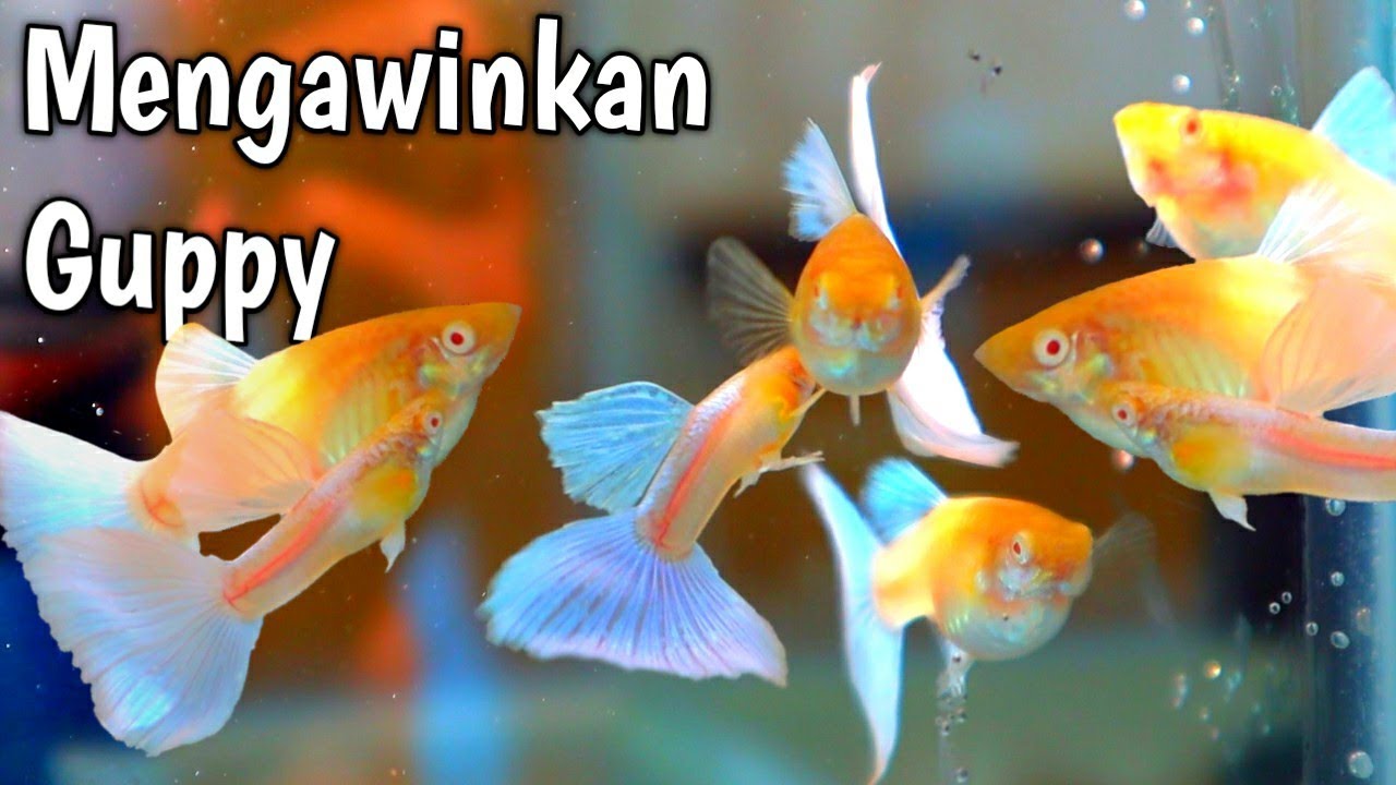Mengawinkan Ikan Guppy Ala YUSUF GUPPY