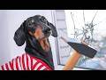 The Story of Broken Glass! Cute & funny dachshund dog video!