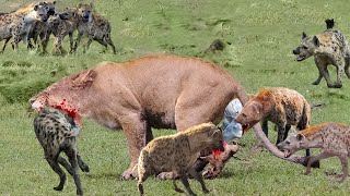 The Lion Madly Kills The Hyenas To Avenge The Death Of The Baby Lion - Lion vs Lion